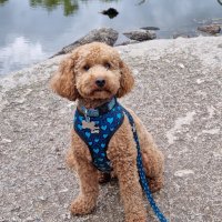 Monty the Poodle